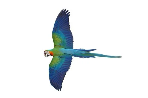 Parrot Foto stock
