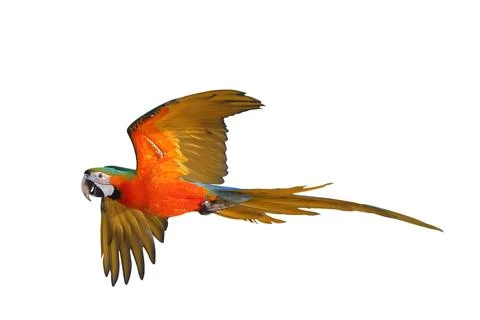 Parrot Foto stock