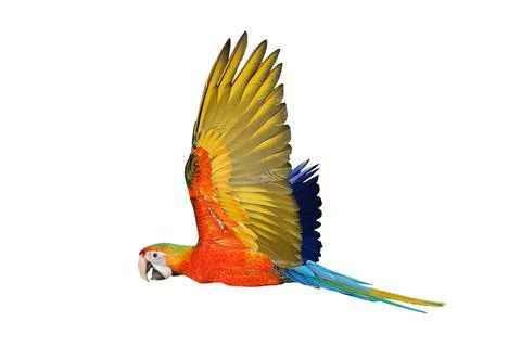 Parrot Stock-Fotos