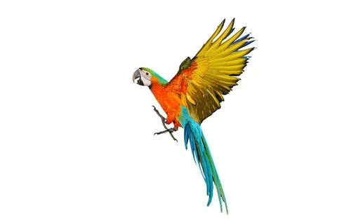 Parrot Stock-Fotos