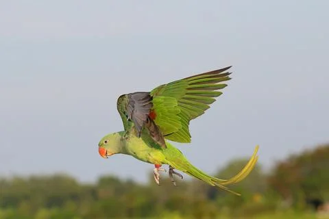 Parrot Stock Photos