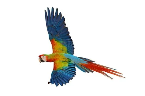 Parrot Stock Photos