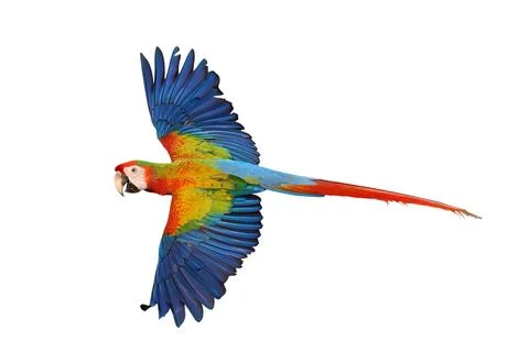 Parrot Stock-Fotos