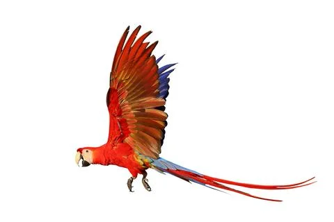 Parrot Foto stock