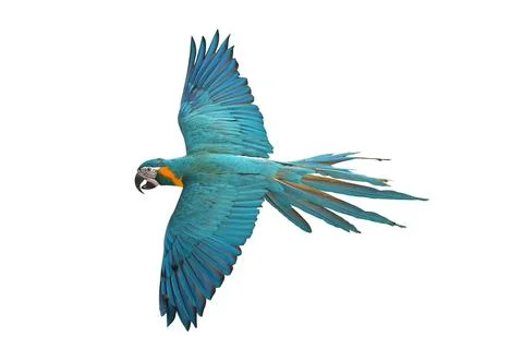 Parrot Foto stock