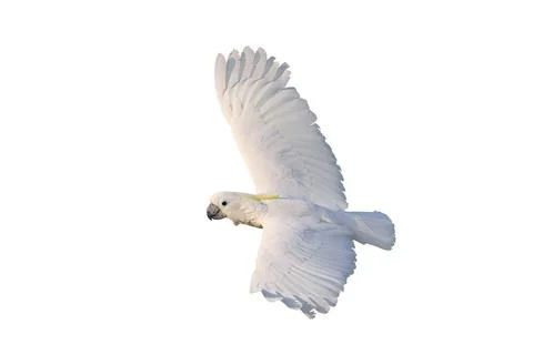 Parrot Foto stock