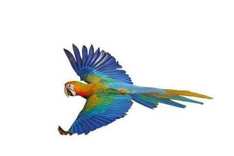 Parrot Stock Photos