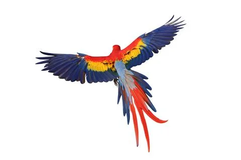Parrot Stock Photos