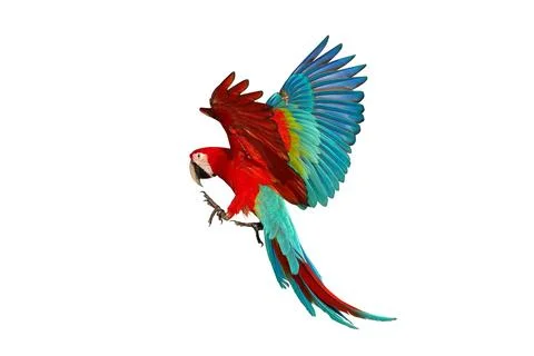 Parrot Stock Photos