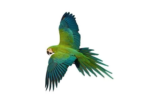 Parrot Stock Photos
