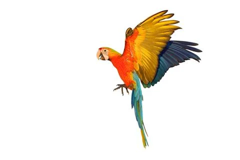 Parrot Stock Photos