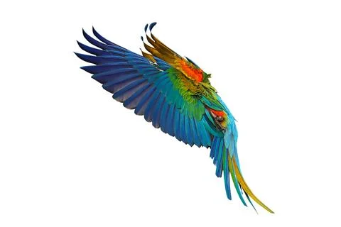 Parrot Stock Photos