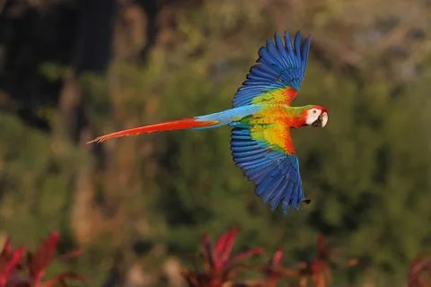 Parrot Stock Photos