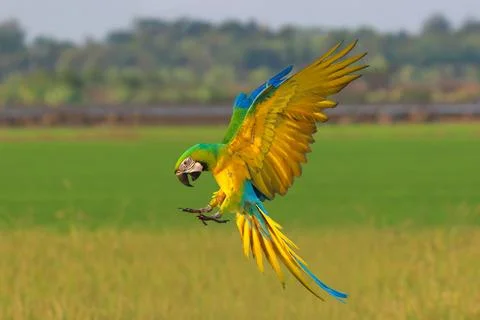 Parrot Foto stock