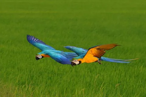 Parrot 스톡 사진