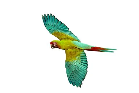 Parrot Foto stock
