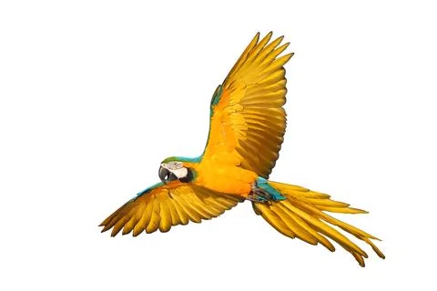 Parrot Stock Photos