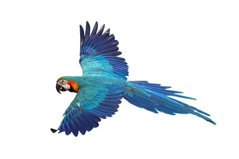 Parrot Stock Photos