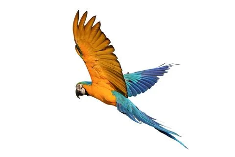 Parrot Stock Photos
