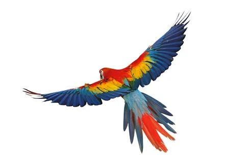 Parrot 스톡 사진