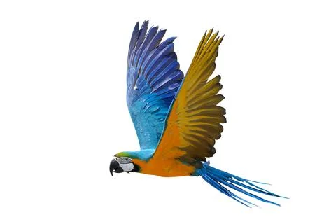 Parrot Foto stock
