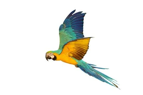 Parrot Foto stock