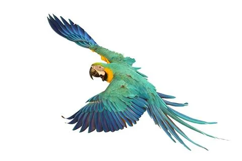 Parrot Stock Photos