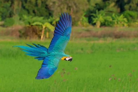Parrot Foto stock