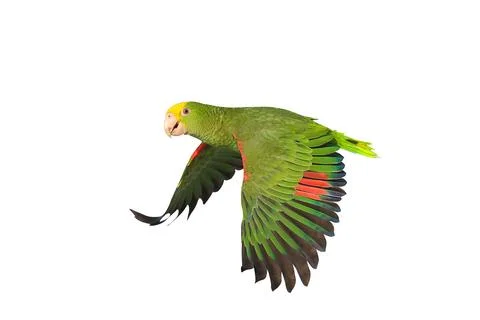 Parrot Stock Photos
