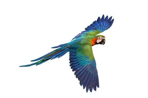 Parrot Stock Photos