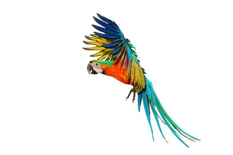 Parrot Foto stock