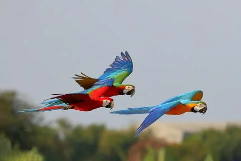 Parrot Foto stock