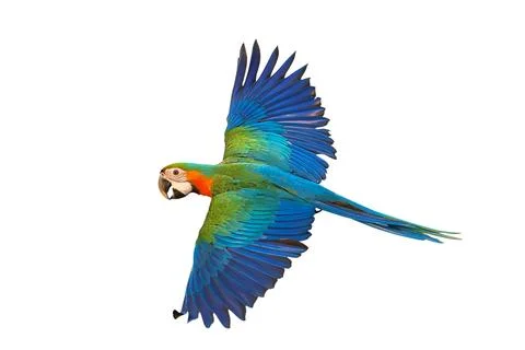 Parrot Stock Photos