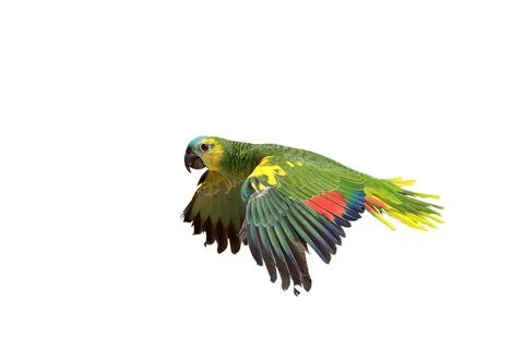 Parrot Stock Photos