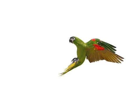 Parrot Stock Photos