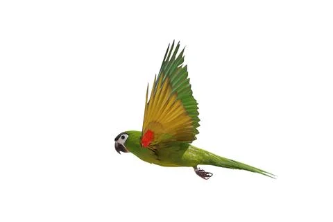 Parrot Foto stock