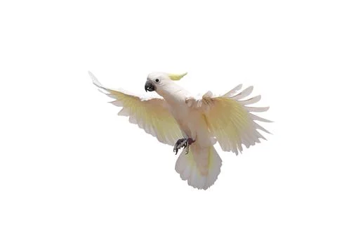 Parrot Foto stock