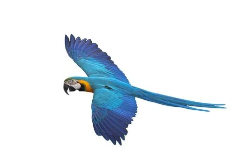 Parrot 스톡 사진