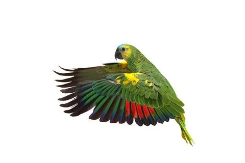 Parrot 스톡 사진