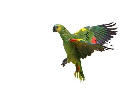 Parrot Stock Photos