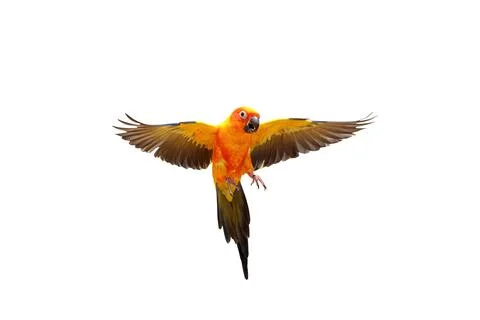 Parrot Foto stock