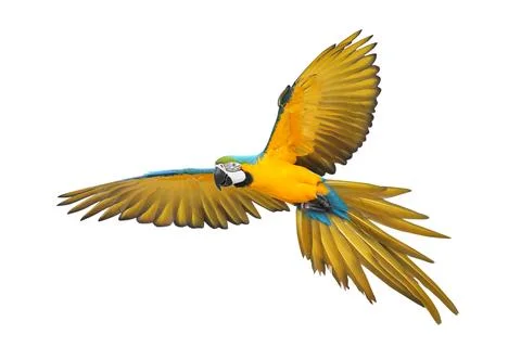 Parrot Foto stock