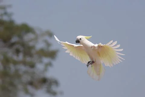 Parrot Stock Photos
