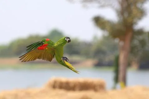 Parrot Foto stock