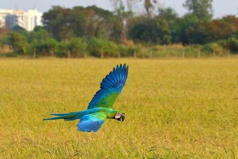 Parrot Foto stock