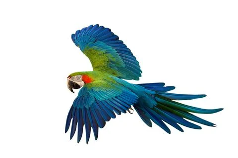 Parrot Foto stock