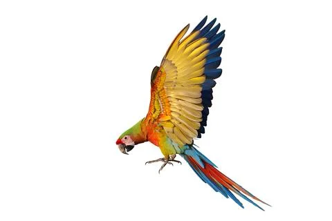 Parrot Stock Photos