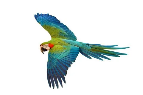 Parrot Stock Photos