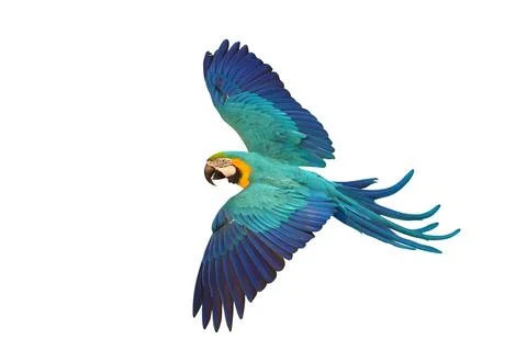 Parrot Fotos de archivo