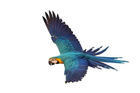 Parrot Foto stock